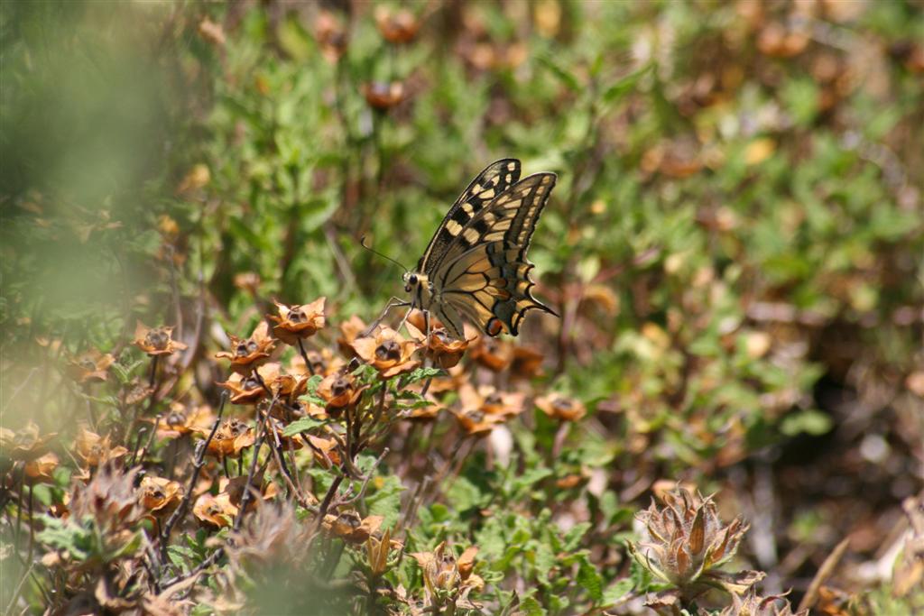 Colias crocea