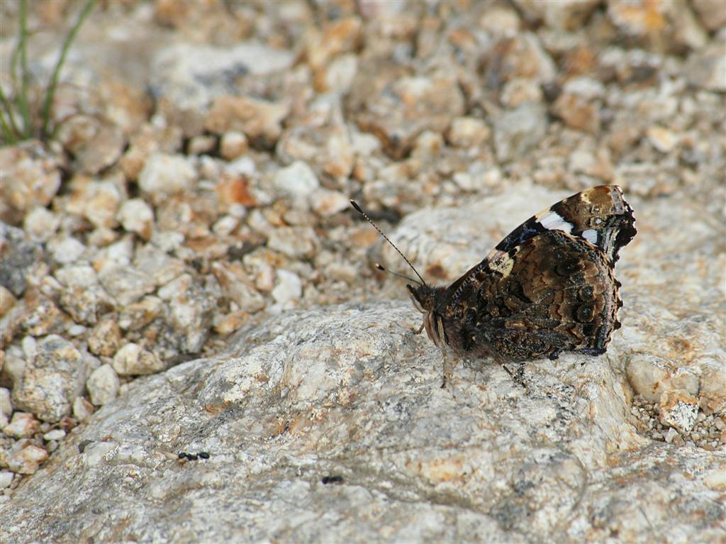 Vanessa atalanta