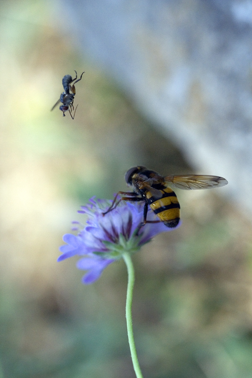 Volucella inanis