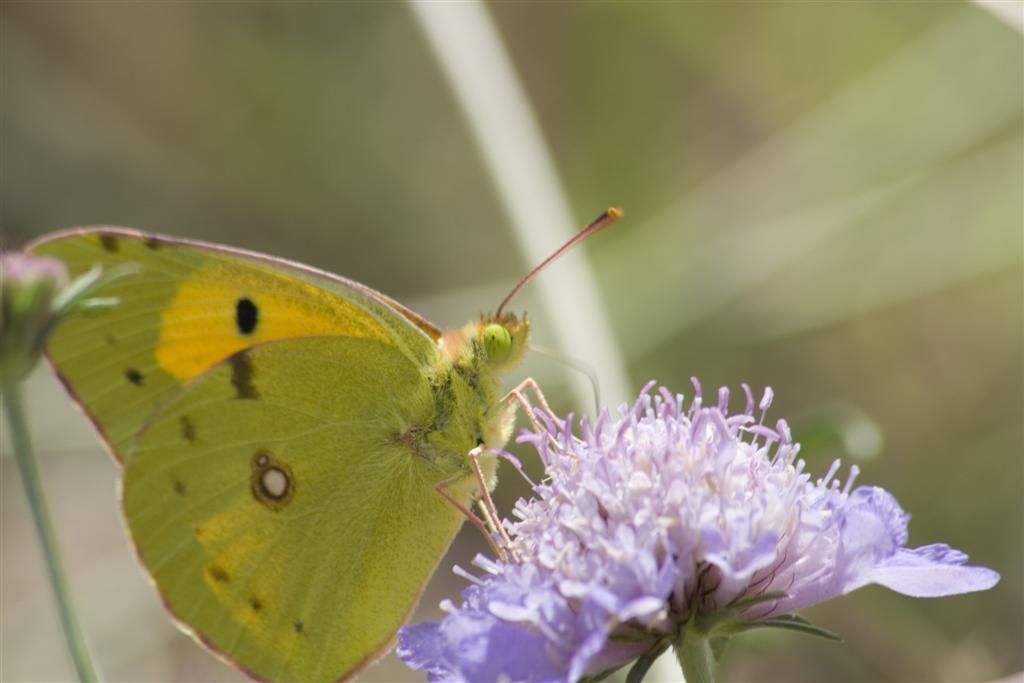 Colias crocea