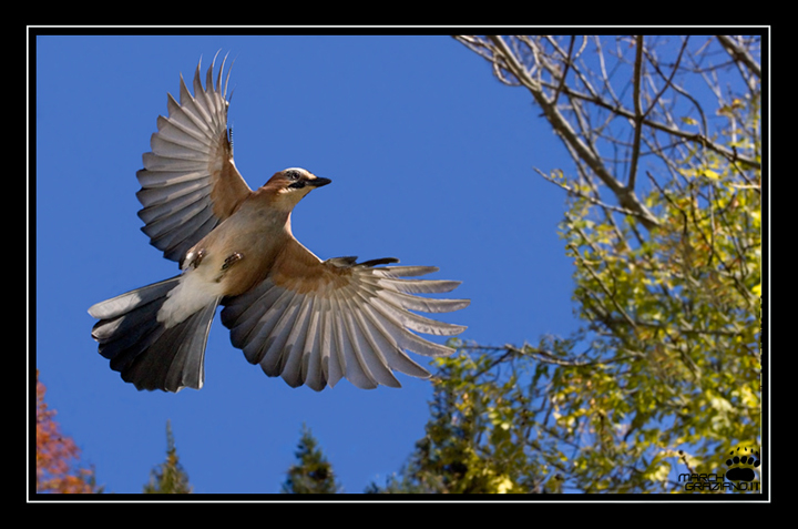 Ghiandaia in volo(Garrulus glandarius)