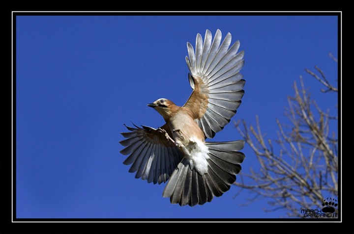 Ancora  ghiandaie (garrulus glandarius)