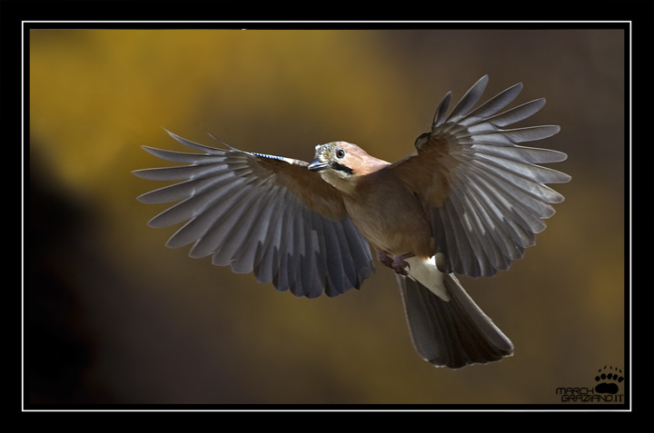 Ancora  ghiandaie (garrulus glandarius)