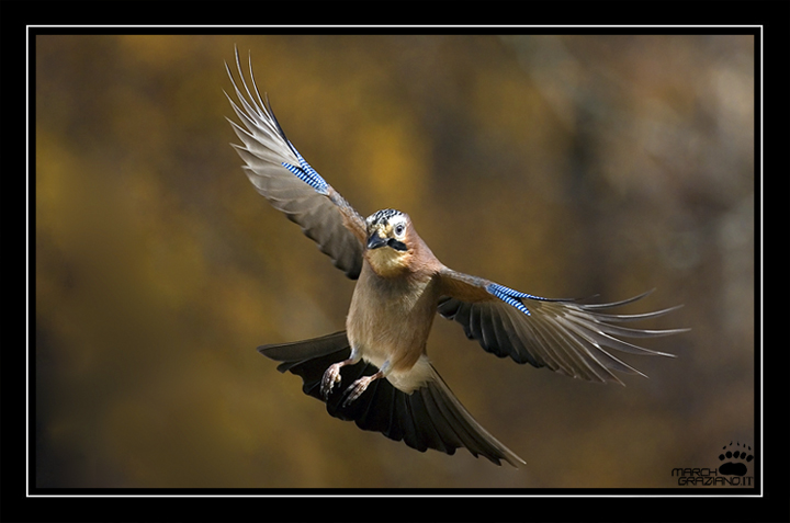 Ancora  ghiandaie (garrulus glandarius)