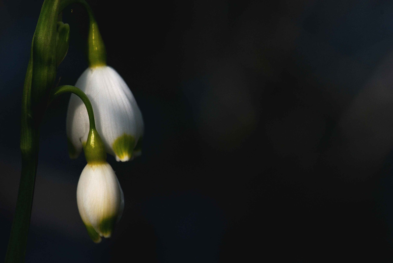 Leucojum aestivum