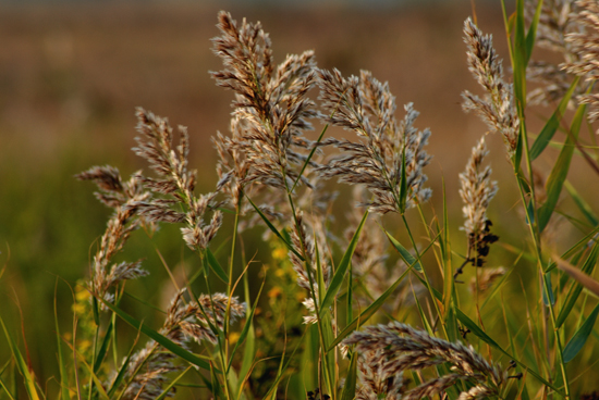 Phragmites australis