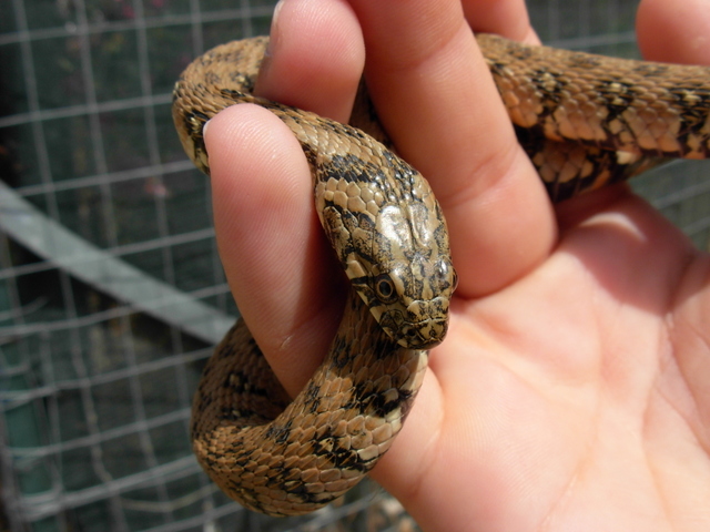 Natrix maura e Coluber hippocrepis