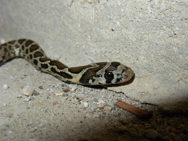 Natrix maura e Coluber hippocrepis