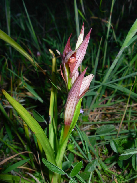 Serapias parviflora