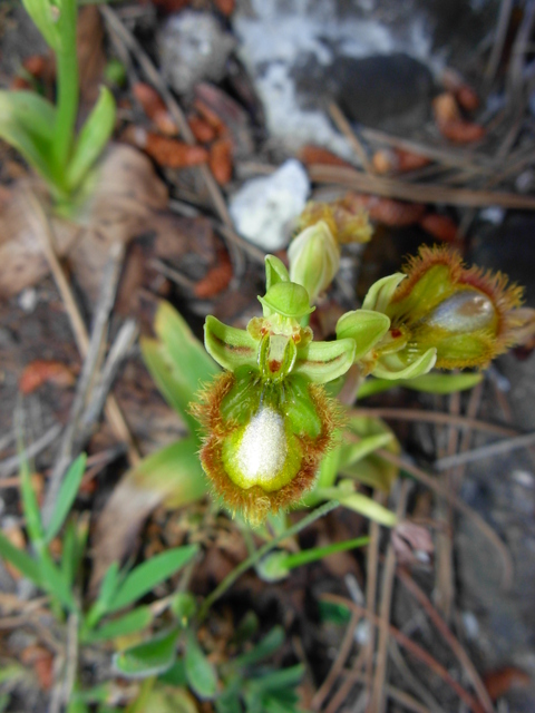 variazione cromatica in Ophrys speculum