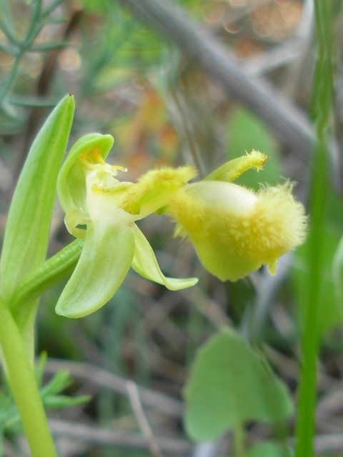 Ophrys speculum