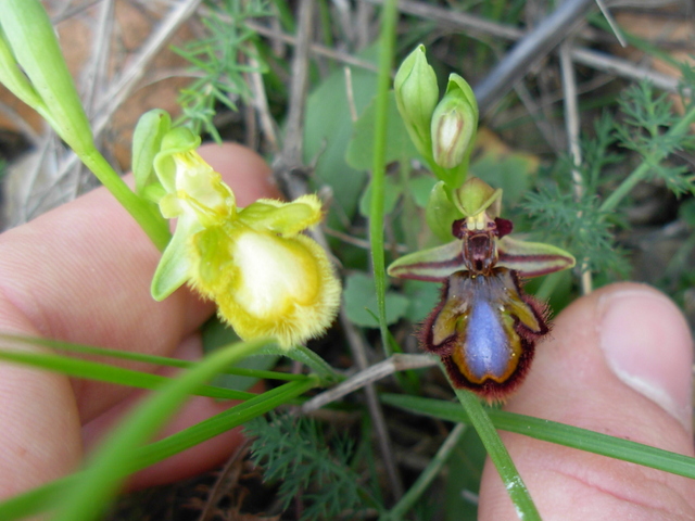 Ophrys speculum