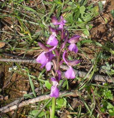 orchis morio???