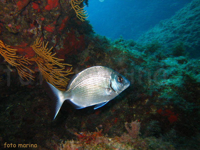 Qualche pesce da Portofino