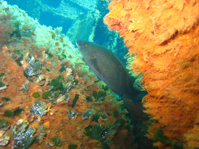 Qualche pesce da Portofino