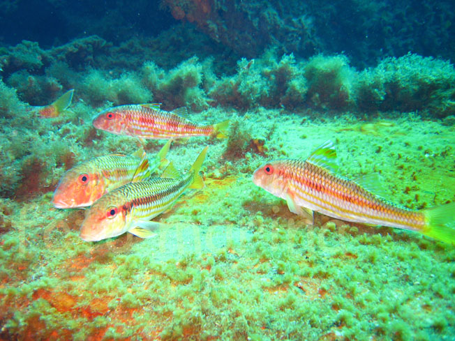 Qualche pesce da Portofino