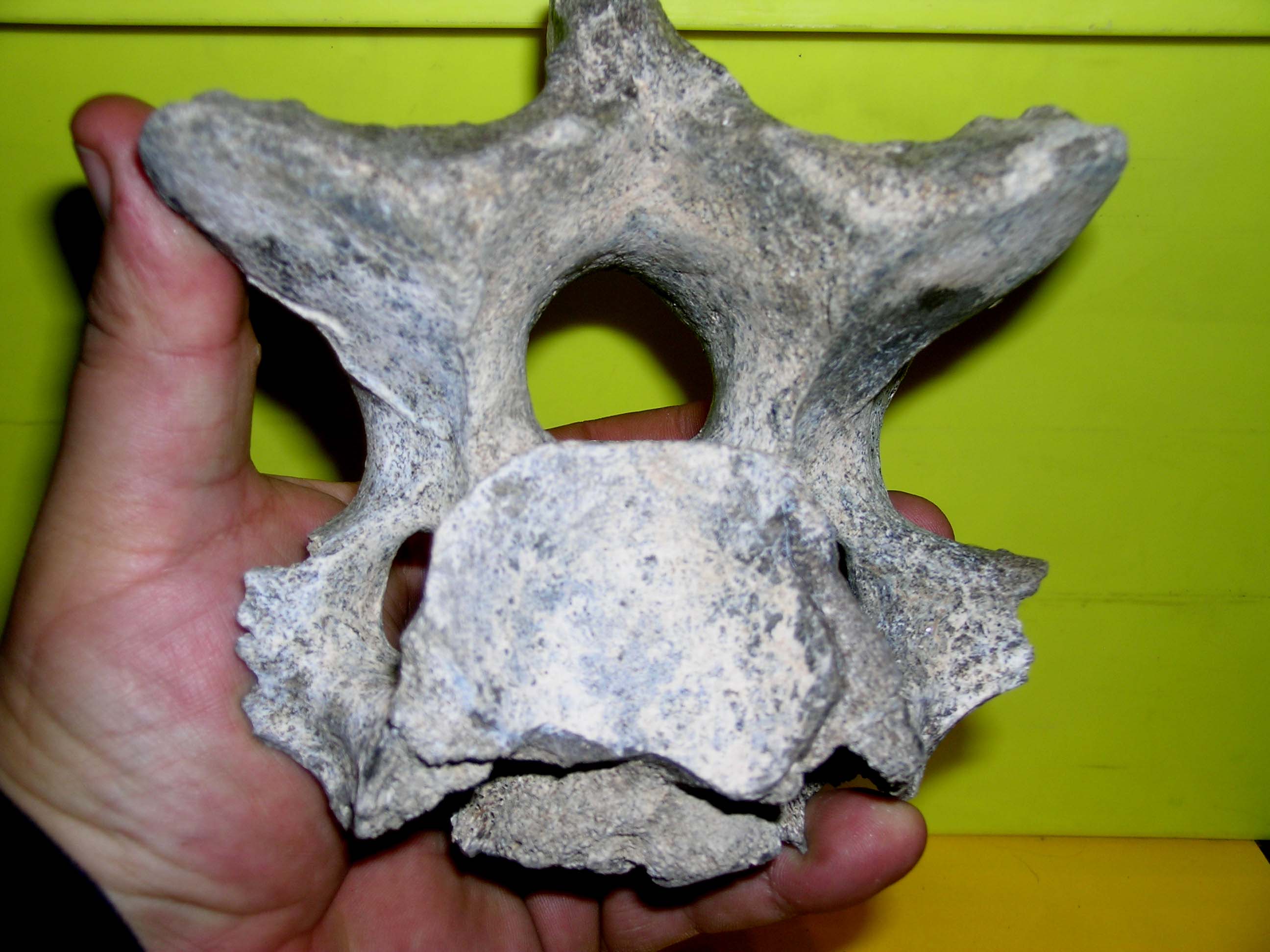 Mammiferi del Pleistocene?