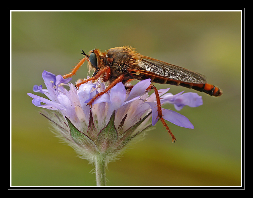 Asilidae