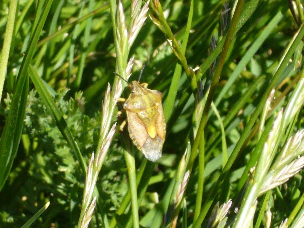 Carpocoris, Dolycoris e angoli omerali