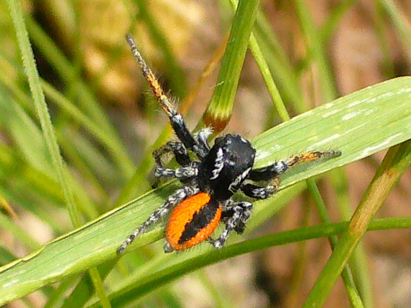 Philaeus chrysops