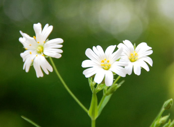 Stellaria holostea