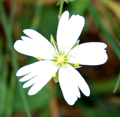 Stellaria holostea