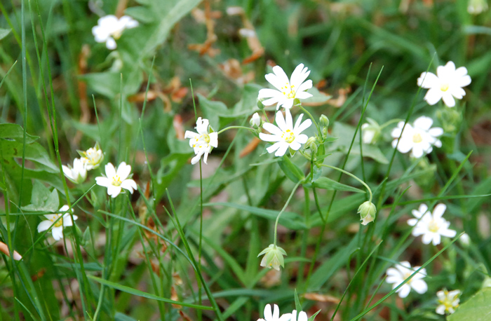 Stellaria holostea