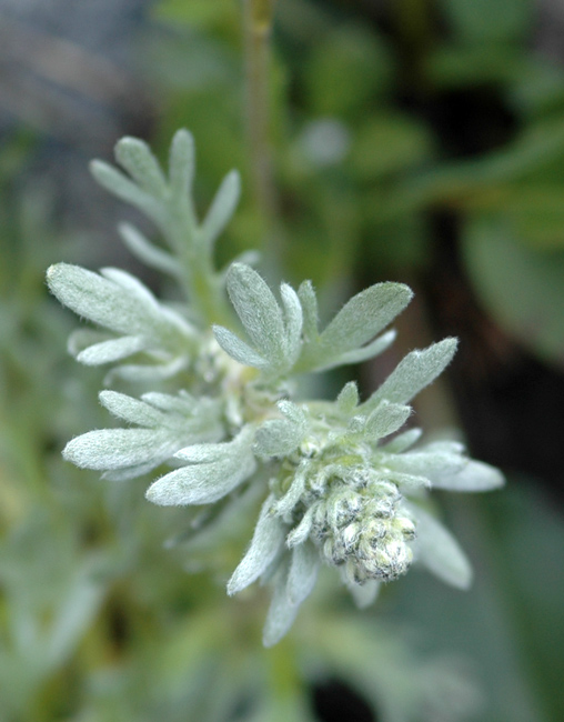 Artemisia genipi Weber / Genip maschio