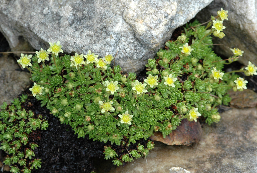 Saxifraga exarata / Saxifraga solcata