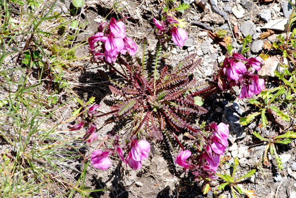 Pedicularis rostrato-capitata