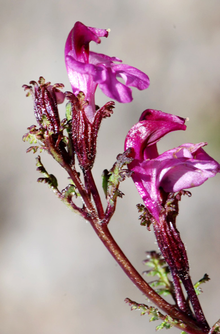 Pedicularis rostrato-capitata