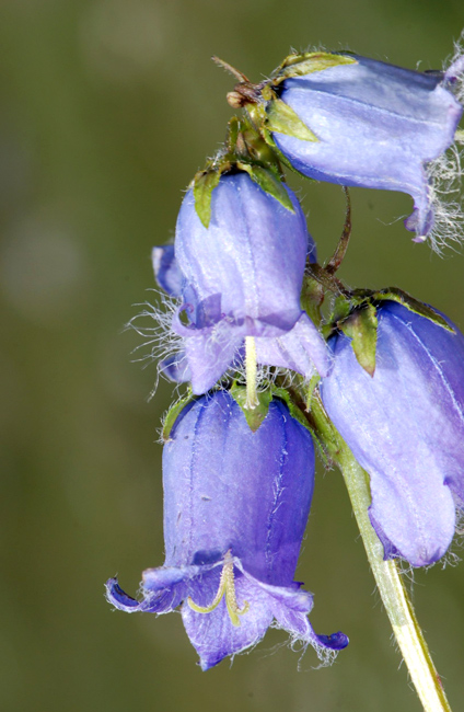 Campanula barbata / Campanula frangiata