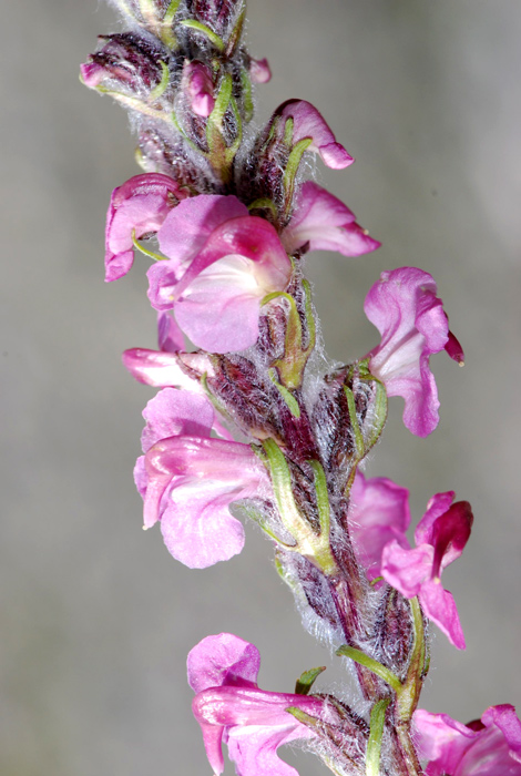 Pedicularis rostratospicata / Pediculare carnicina