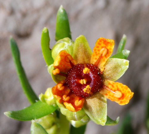 Saxifraga aizoides / Sassifraga gialla, s. autunnale