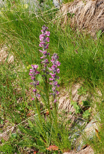 Pedicularis rostratospicata / Pediculare carnicina