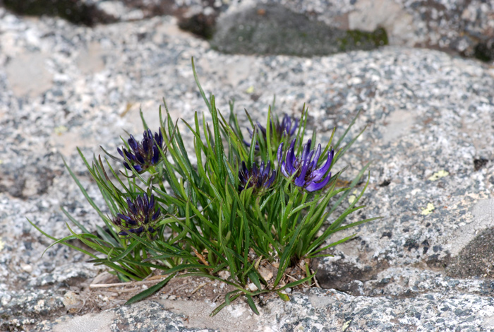 Phyteuma hedraianthifolium / Raponzolo rupestre