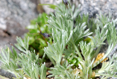 Artemisia umbelliformis / Genip bianco, g. femmina