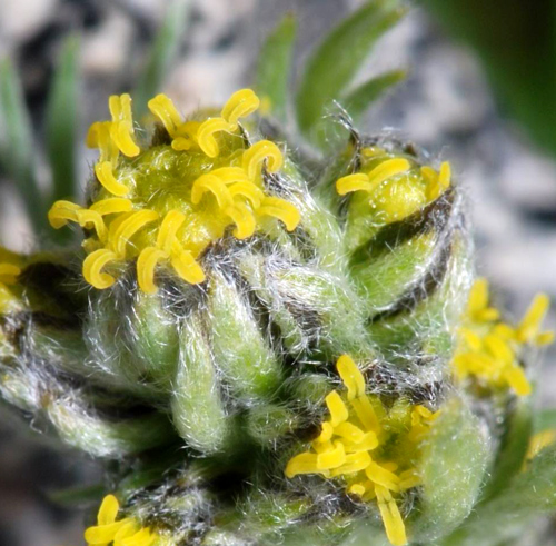 Artemisia umbelliformis / Genip bianco, g. femmina