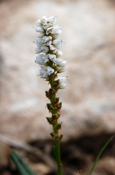 Bistorta vivipara (=Polygonum viviparum) / Poligono viviparo