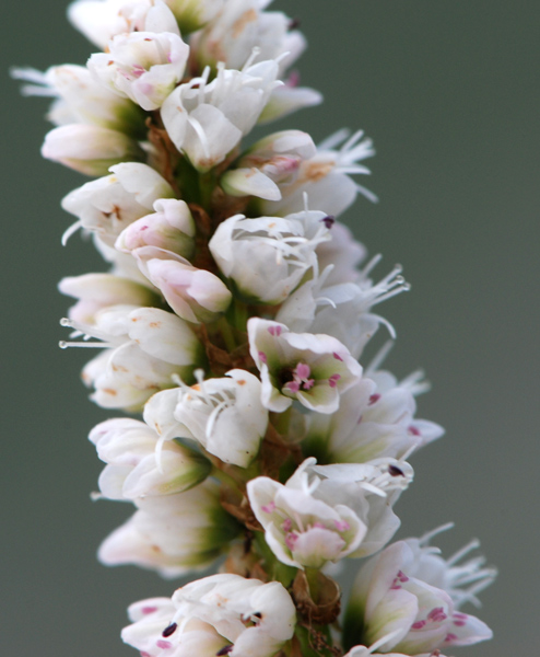 Bistorta vivipara (=Polygonum viviparum) / Poligono viviparo