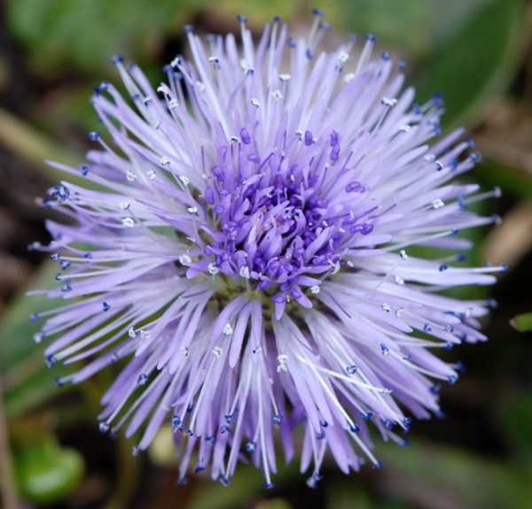 Globularia nudicaulis / Globularia a fusto nudo