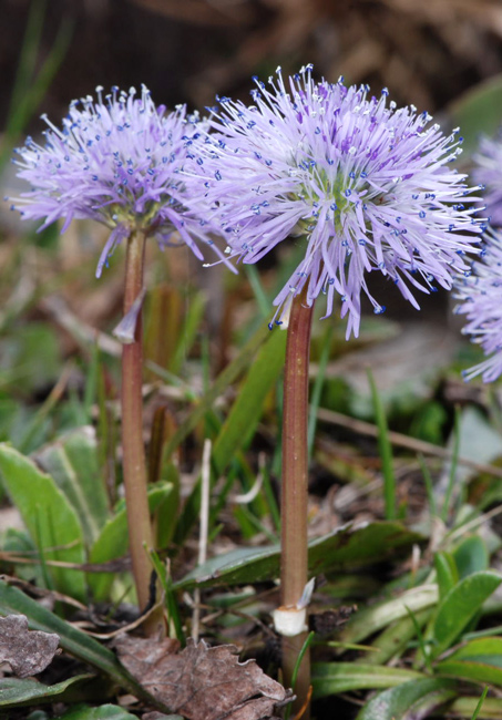 Globularia nudicaulis / Globularia a fusto nudo