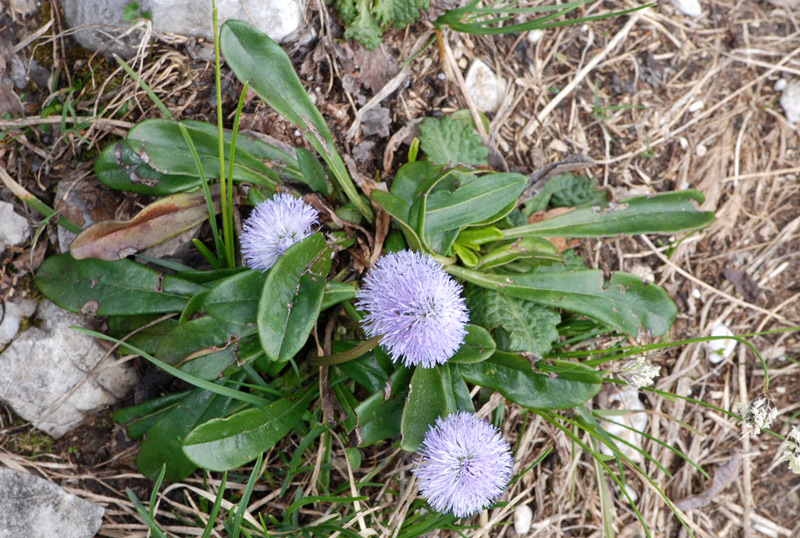 Globularia nudicaulis / Globularia a fusto nudo