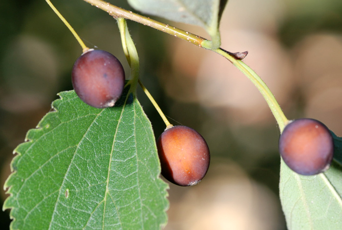 Celtis australis - Bagolaro comune