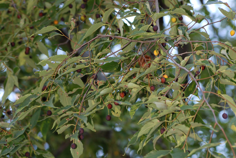 Celtis australis - Bagolaro comune