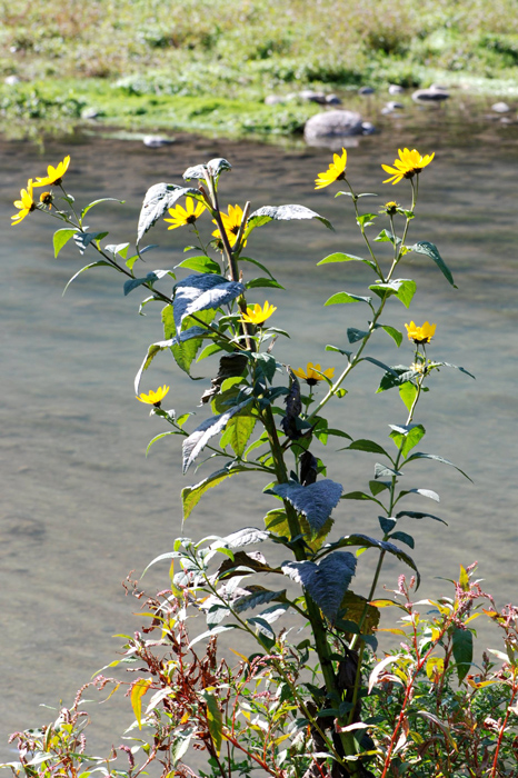 Helianthus tuberosus / Topinambur