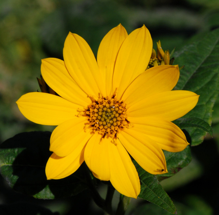 Helianthus tuberosus / Topinambur