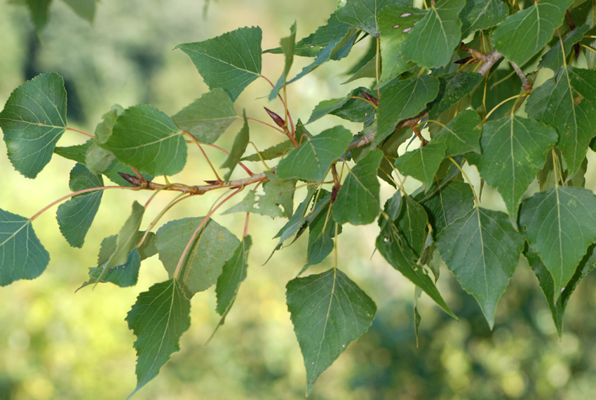 Populus nigra