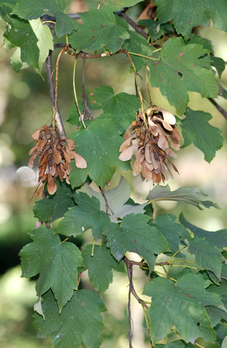 Acer pseudoplatanus / Acero di Monte