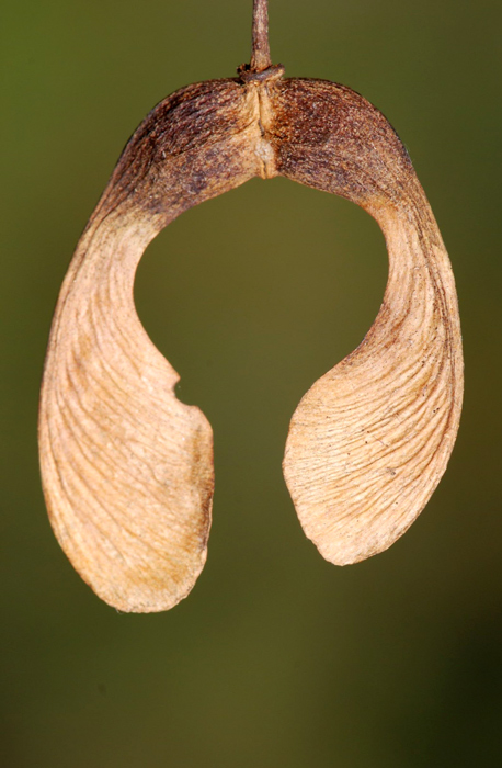 Acer pseudoplatanus / Acero di Monte